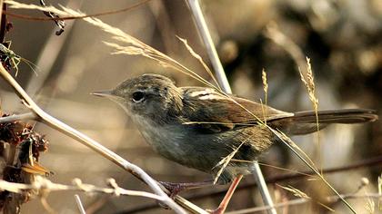 Cetti`s Warbler