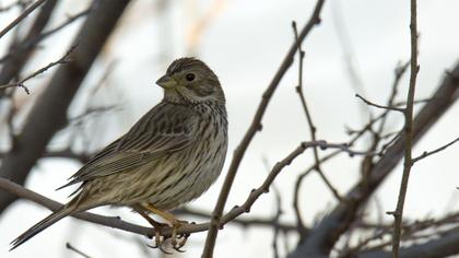Corn Bunting