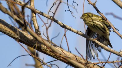European Serin