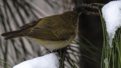 Common Chiffchaff