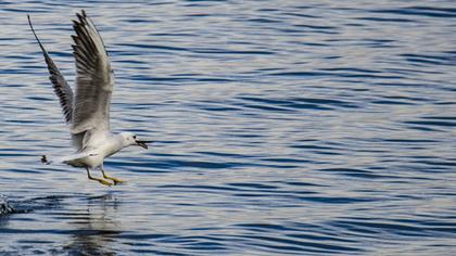 Slender-billed Gull