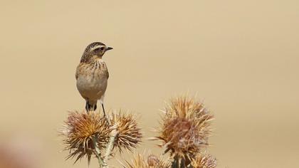 Whinchat