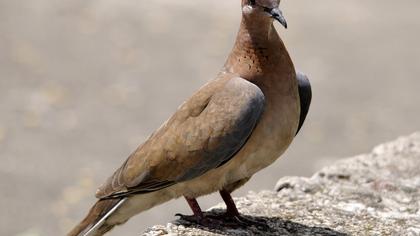 Laughing Dove