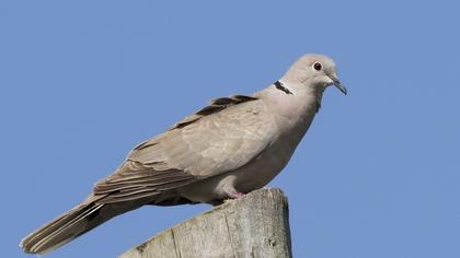 Eurasian Collared Dove