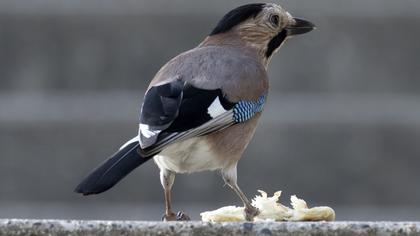 Eurasian Jay
