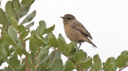 European Stonechat