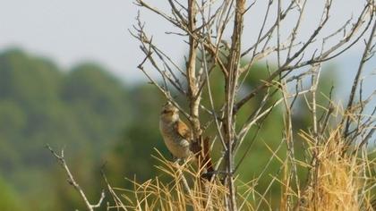Red-backed Shrike