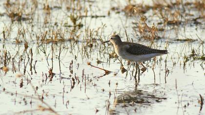 Wood Sandpiper