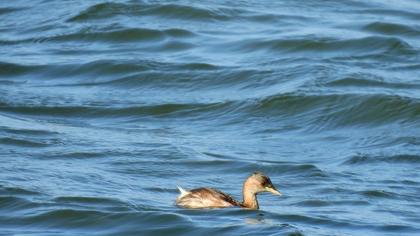 Little Grebe