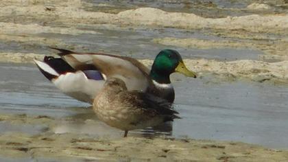 Mallard