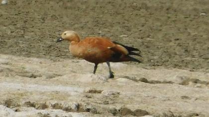 Ruddy Shelduck