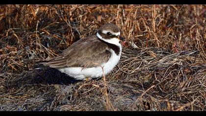 Common Ringed Plover
