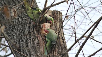 Alexandrine Parakeet