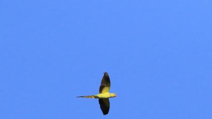 Rose-ringed Parakeet