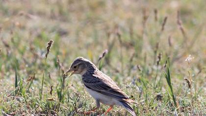 Turkestan Short-toed Lark