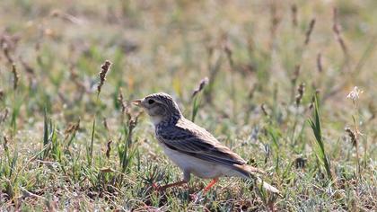 Turkestan Short-toed Lark