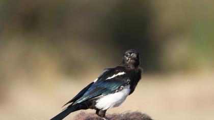 Eurasian Magpie