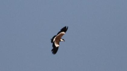 Spur-winged Lapwing