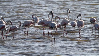 Greater Flamingo
