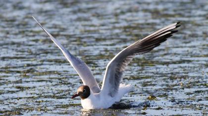 Black-headed Gull