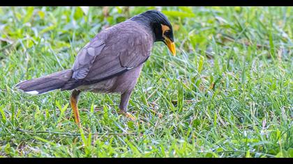 Common Myna