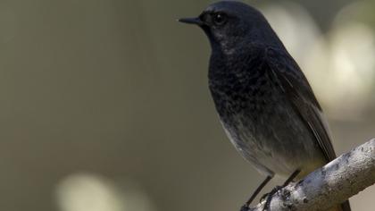 Black Redstart