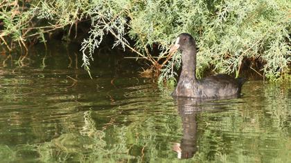 Eurasian Coot