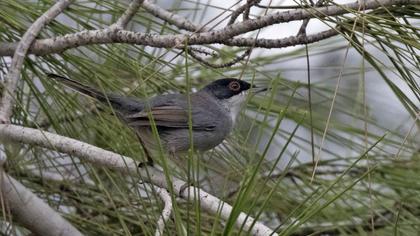 Sardinian Warbler