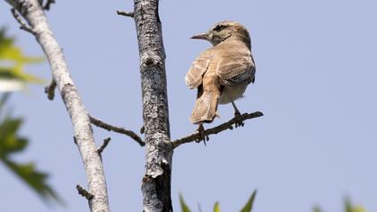 Rufous-tailed Scrub Robin