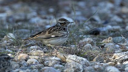 Woodlark