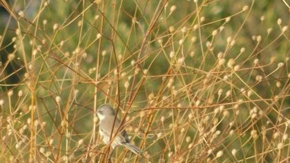 Lesser Whitethroat