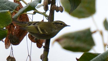 Yellow-browed Warbler