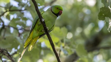 Rose-ringed Parakeet