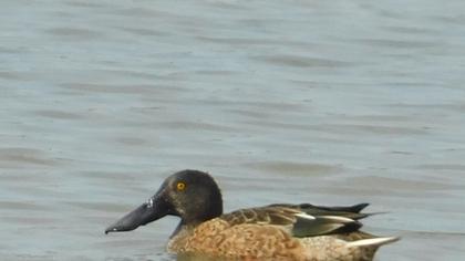 Northern Shoveler