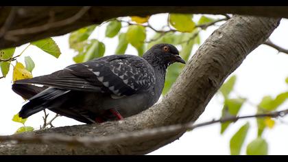 Rock Dove