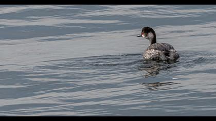 Black-necked Grebe