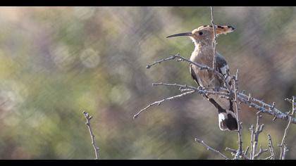 Eurasian Hoopoe