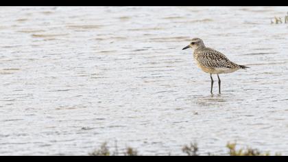 Grey Plover