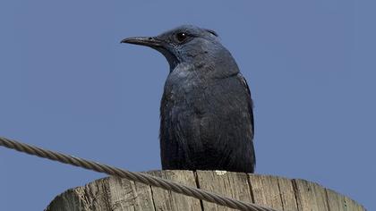 Blue Rock Thrush