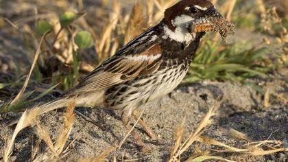 Spanish Sparrow