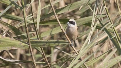 Eurasian Penduline Tit