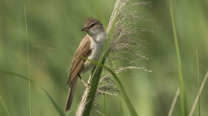 Great Reed Warbler