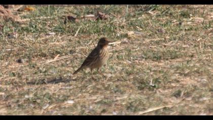 Red-throated Pipit