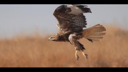Long-legged Buzzard
