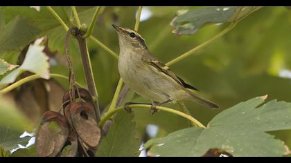 Yellow-browed Warbler