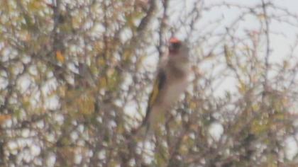 European Goldfinch