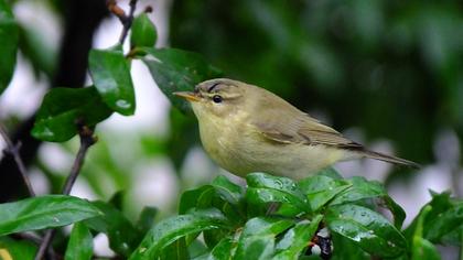 Willow Warbler