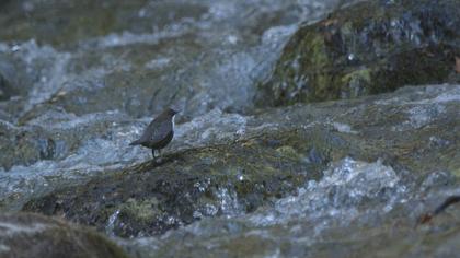 White-throated Dipper