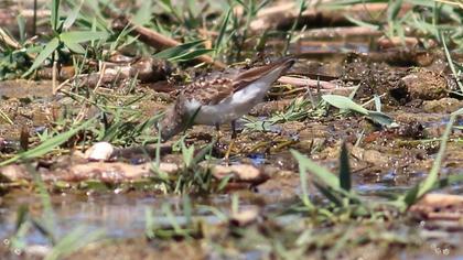Temminck`s Stint
