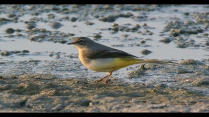 Grey Wagtail